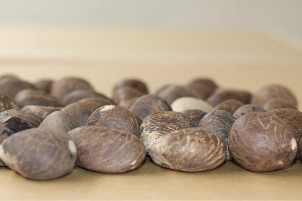 tagua nut